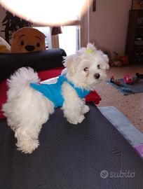 Cucciolo maltese tre mesi