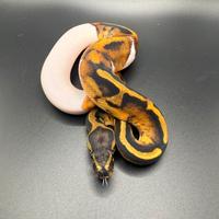 Pitoni reali diverse morph