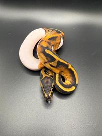 Pitoni reali diverse morph