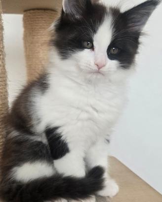 Maine coon xl vaccinato