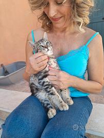 Spaghetto, 5 mesi e 1/2, rischia il gattile