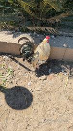 Gallo