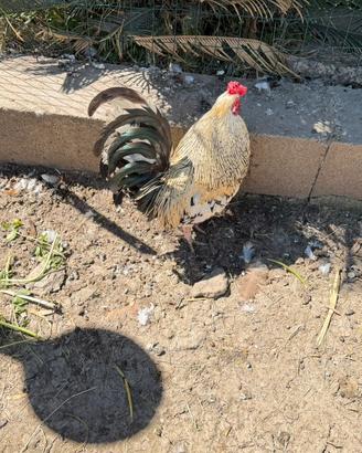 Gallo