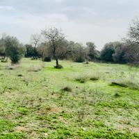 Terreno Seminativo e Uliveto a Pimentel