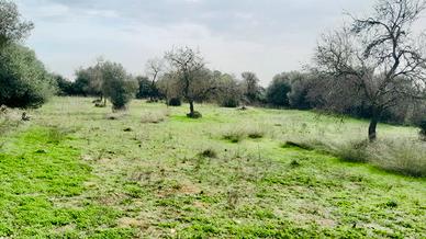 Terreno Seminativo e Uliveto a Pimentel