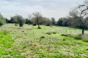 Terreno Seminativo e Uliveto a Pimentel