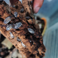 Isopodi Pulitori per Terrari