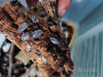 Isopodi Pulitori per Terrari