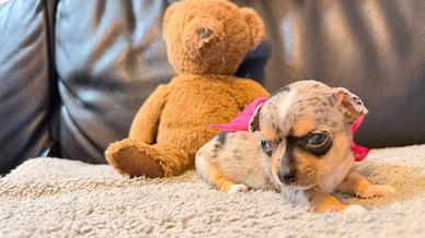 Cuccioli chihuahua Toy