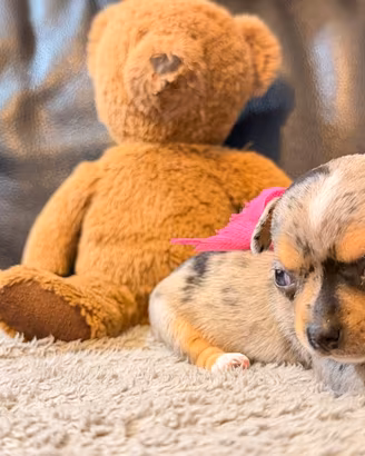 Cuccioli chihuahua Toy