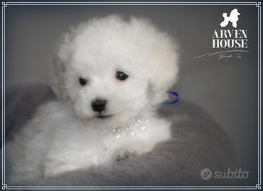 Barboncino toy bianco