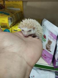Cuccioli di ricci africani