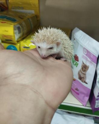 Cuccioli di ricci africani