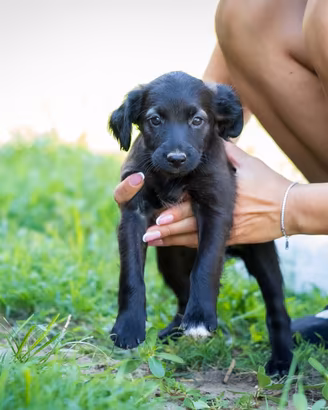 Cucciola chihuahua volpino mix