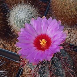 Thelocactus bicolor - Cactus Fiorito
