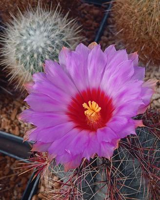 Thelocactus bicolor - Cactus Fiorito