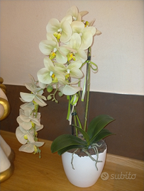 Orchidea