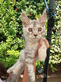 Cucciola Maine Coon