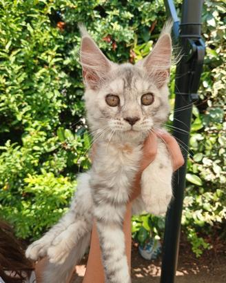 Cucciola Maine Coon