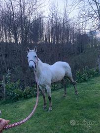 Cavalla adatta a tutti