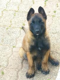 Cucciole malinois