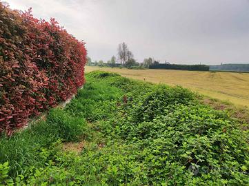 RGE 226/2023 Trib Pavia - LOTTO 2