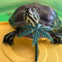 Tartarughe d'acqua dolce
