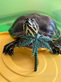 Tartarughe d'acqua dolce