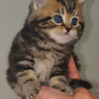 Gattini British Shorthair