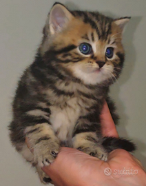 Gattini British Shorthair