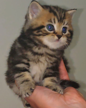 Gattini British Shorthair