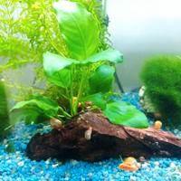 legno acquario e piante