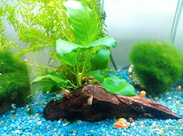 legno acquario e piante