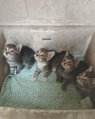 Splendidi gattini in adozione