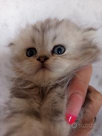 Gatti-gatto-gattini-cuccioli-persiani