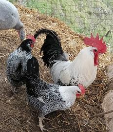 Polli galline ornamentali Romagnola