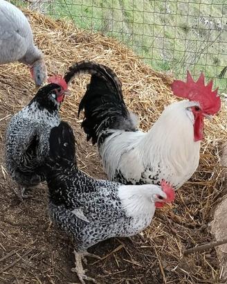 Polli galline ornamentali Romagnola