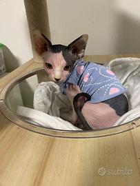 Sphynx cucciola