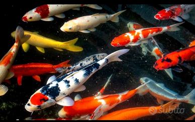 Carpe koi