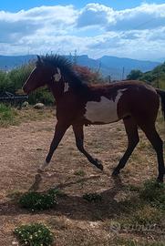 Puledro Paint