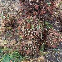 Bulbi/polloni di Cycas revoluta