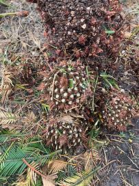 Bulbi/polloni di Cycas revoluta