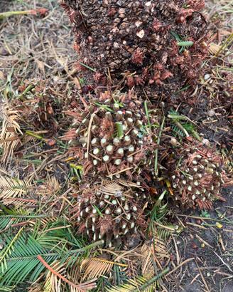 Bulbi/polloni di Cycas revoluta