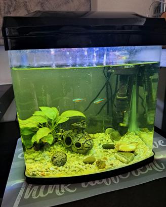 Acquario 20 Litri