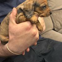 Cuccioli bassotto tedesco Arlecchino brown