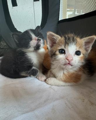 Coppia di gattine femmine