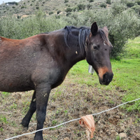 Cavalla