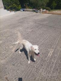 Cane da tartufo