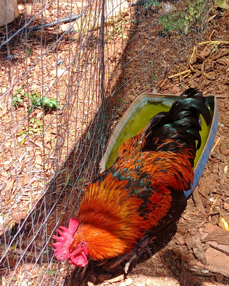 Polli Marans