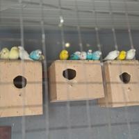 Cocorita